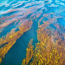 Les forêts de kelp 1