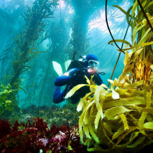 Les forêts de kelp 3