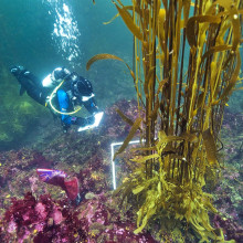 Les forêts de kelp 4