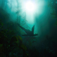 Les forêts de kelp 6